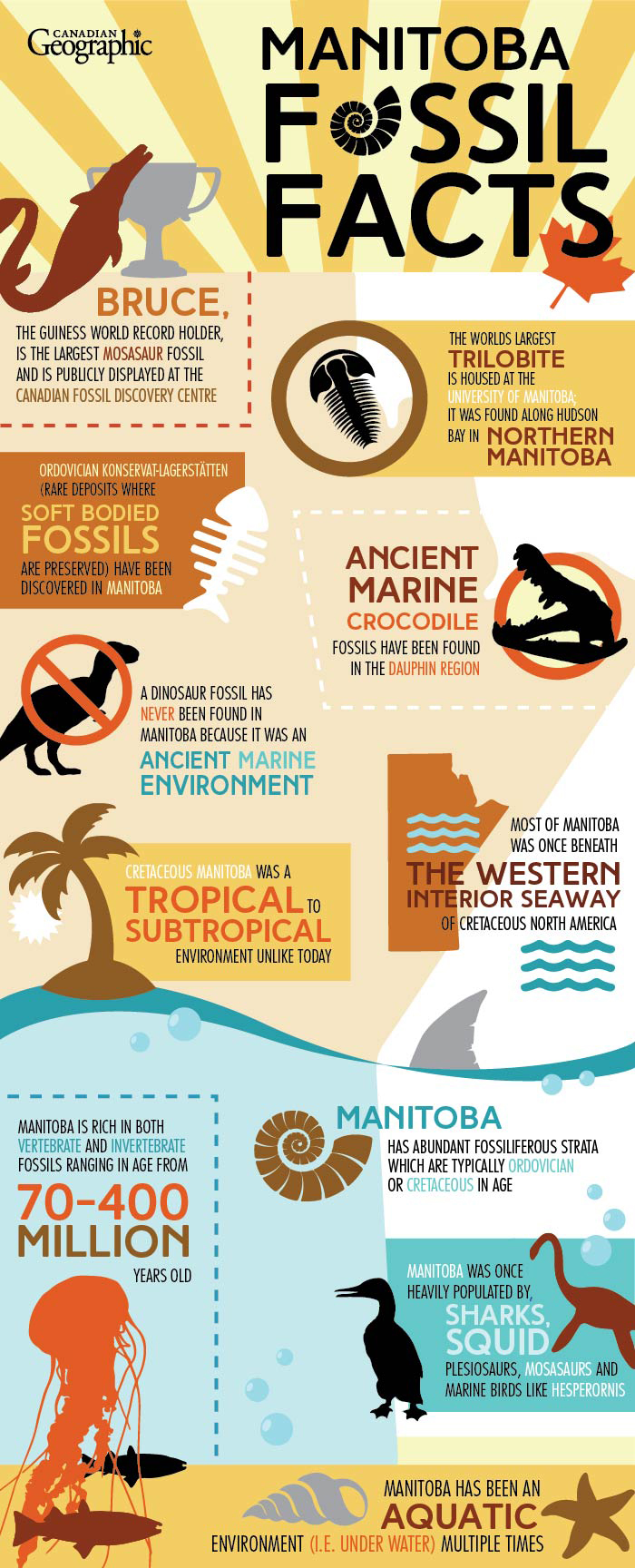 Infographic of 10 Manitoba fossil facts Canadian Geographic
