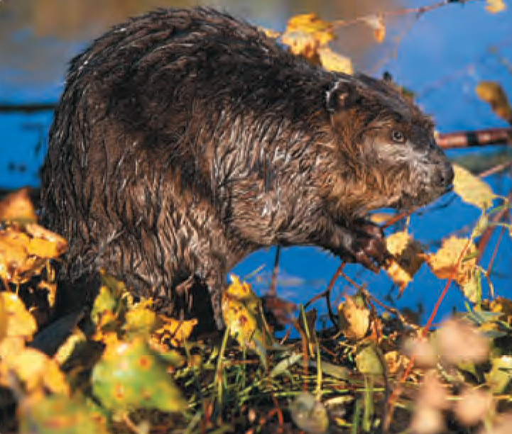 Animal Facts Beaver Canadian Geographic