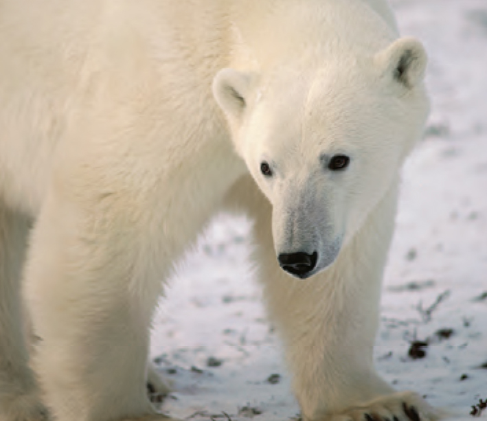 Animal Facts Polar bear Canadian Geographic