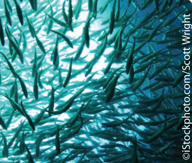 Animal Facts Salmon Canadian Geographic