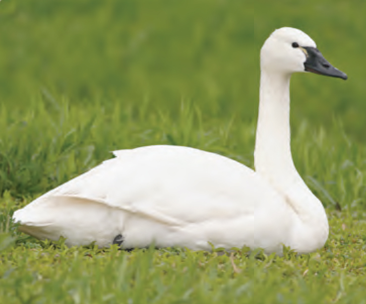 Animal Facts Tundra swan Canadian Geographic