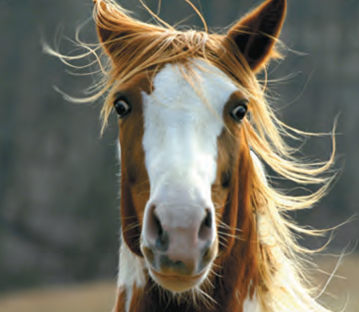 Animal Facts Wild horse Canadian Geographic