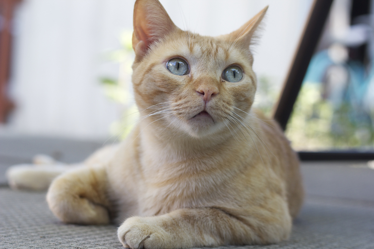 cat owners urged to keep their pets indoors to help save cat owners urged to keep their pets indoors to help save