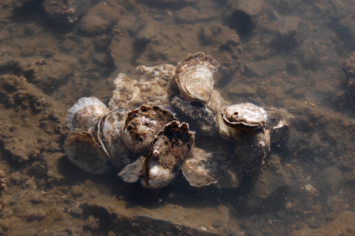 Olympia oysters show resilience to ocean acidification, study finds