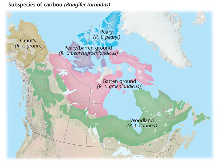 Where do caribou live?