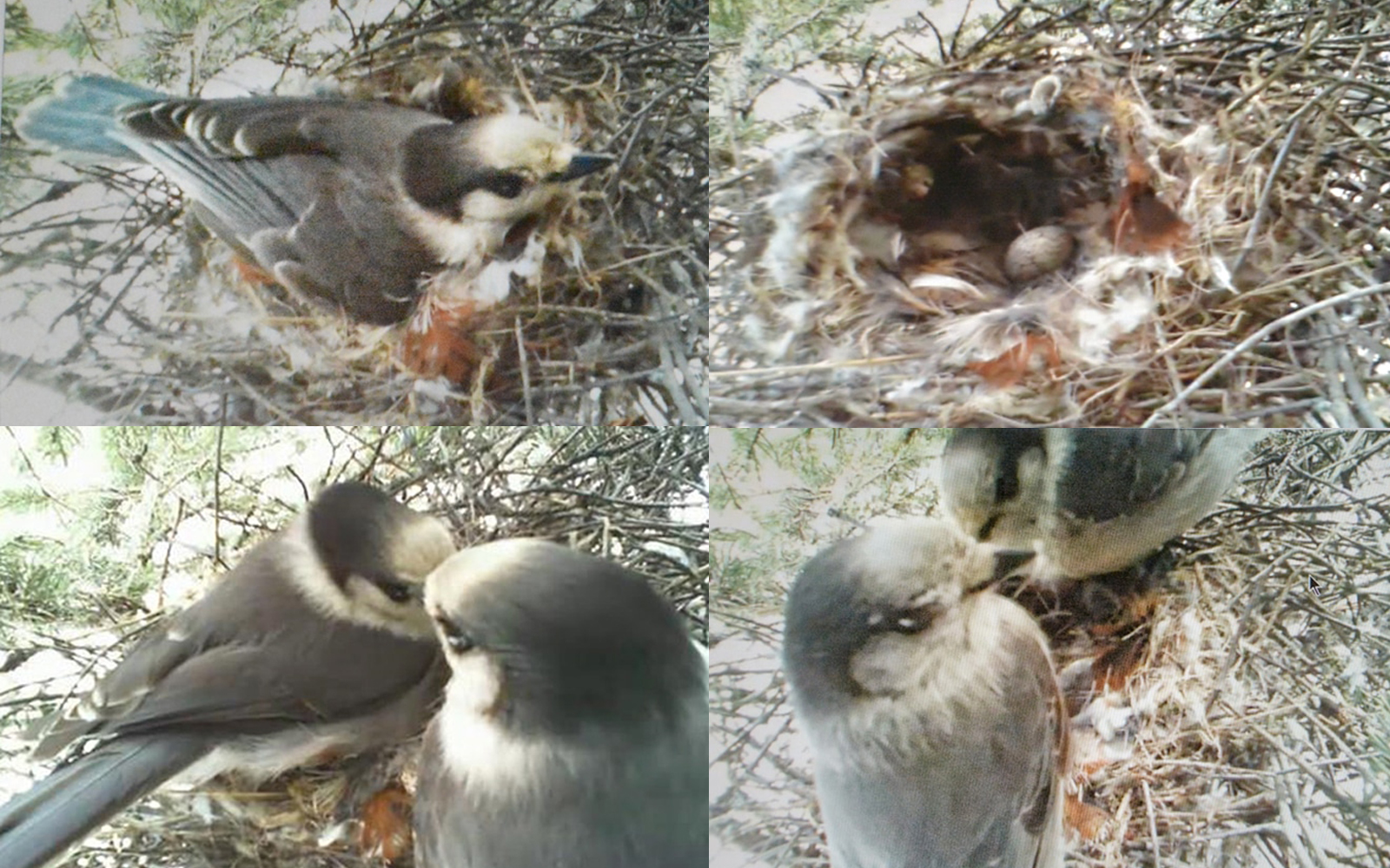 Alberta livestream offers rare glimpse into a grey jay's nest Canadian Geographic