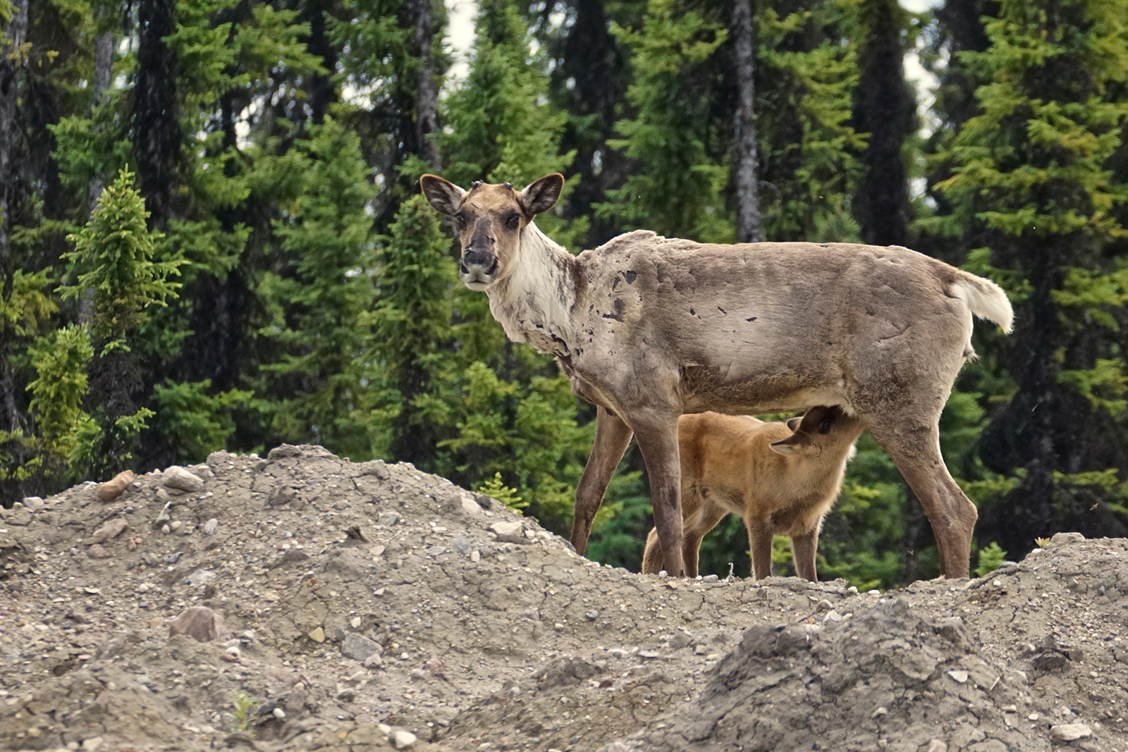 Threatened boreal caribou face uncertain future in Canada Canadian