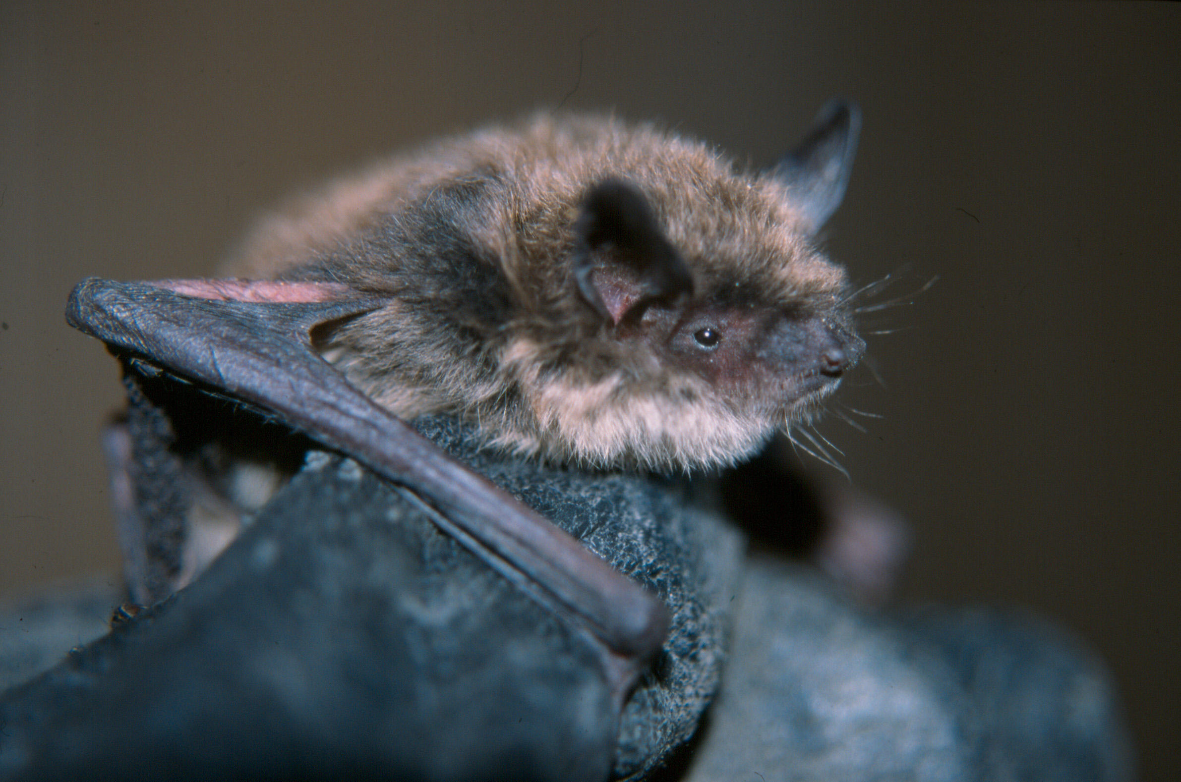 As deadly whitenose syndrome spreads west, bat biologists race to