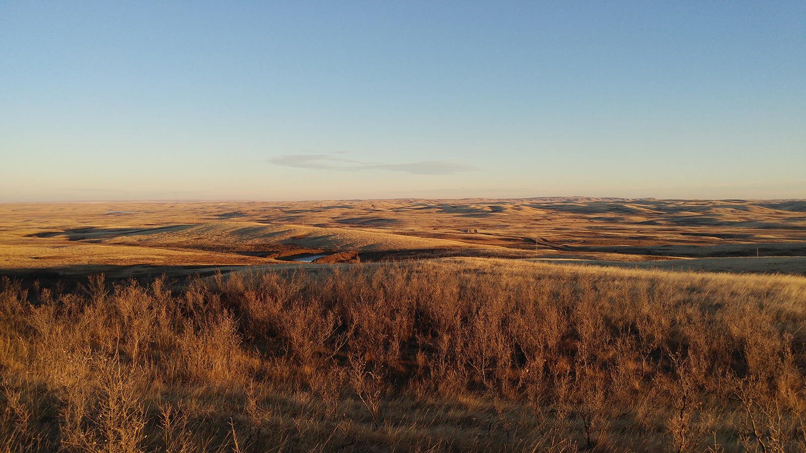 How Cattle Ranching Can Help Preserve Species At Risk In Canada s 