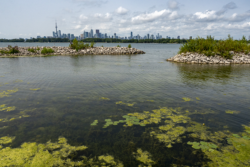 Exploring the reclaimed wetlands of Toronto’s Tommy Thompson Park