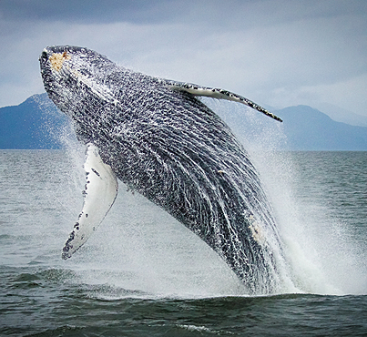 Resurgence Of The Humpback Whale Canadian Geographic