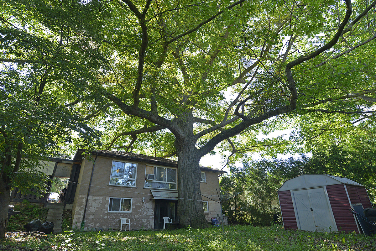 If This Tree Could Talk The Fight To Save Zhelevo Toronto S Most Iconic Red Oak Canadian Geographic