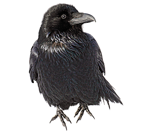 Raven deaths remain a mystery | Canadian Geographic