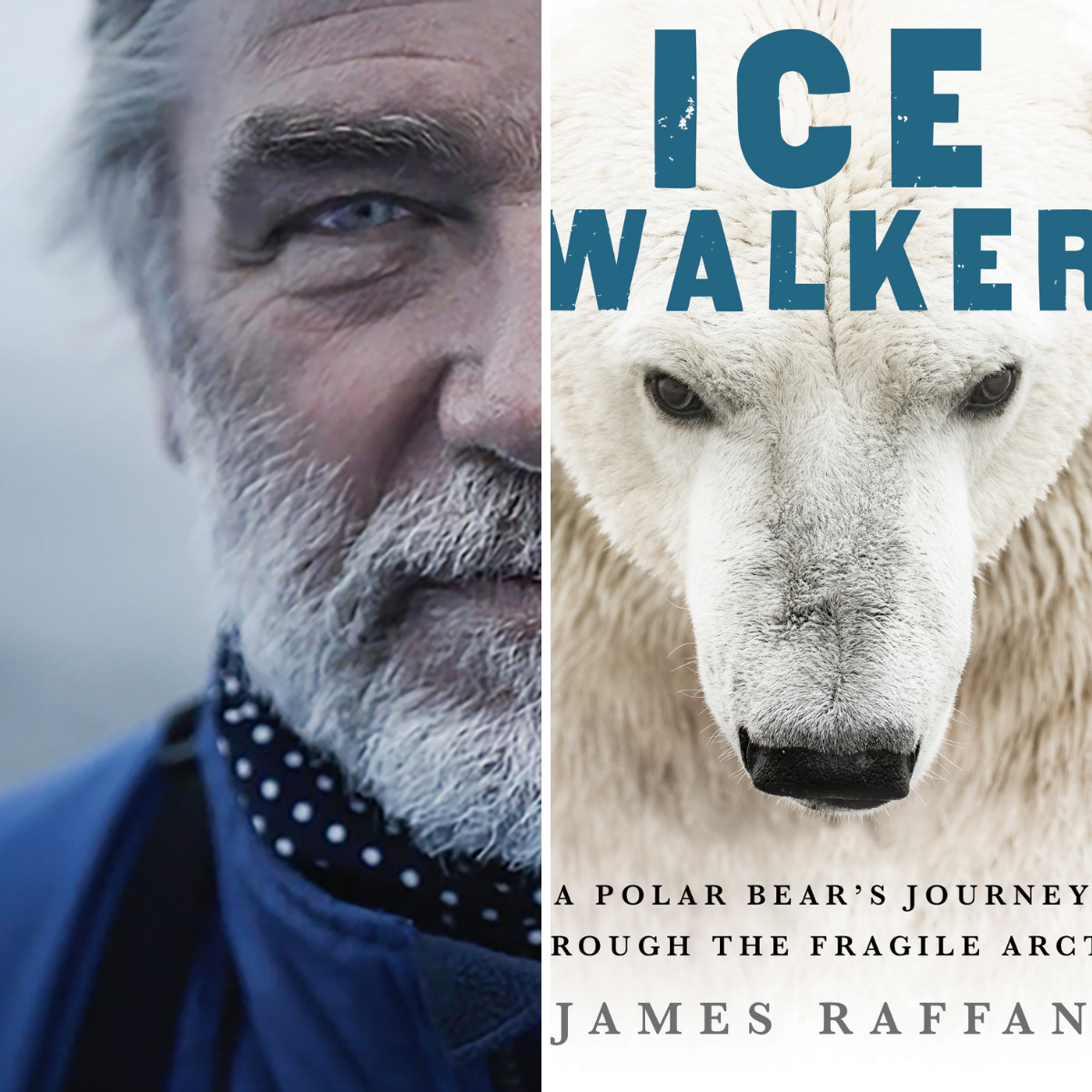 Excerpt from Ice Walker A Polar Bear’s Journey Through the Fragile