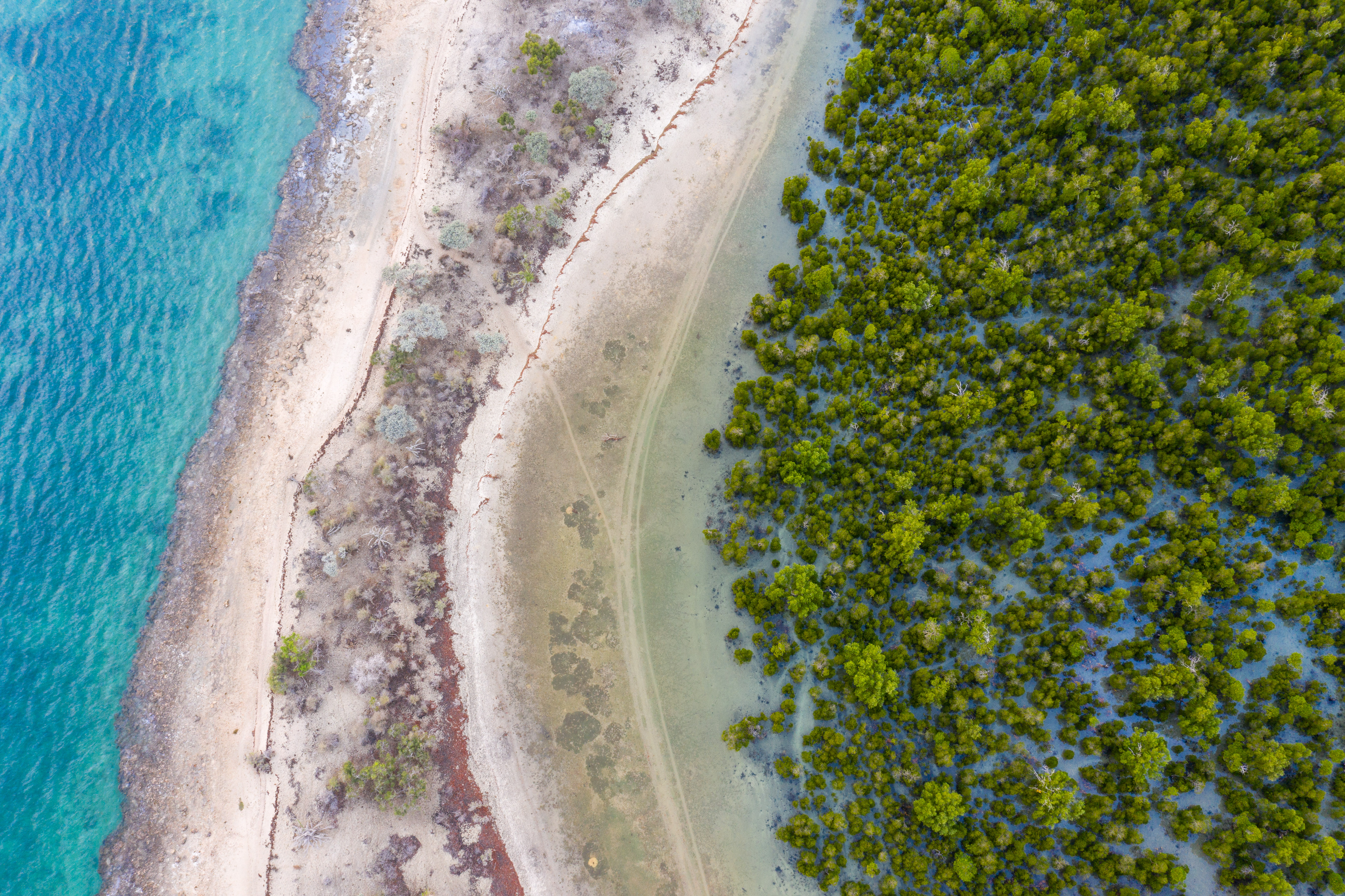 New mangrove forest mapping tool puts conservation in reach of coastal communities - Vimarsana News