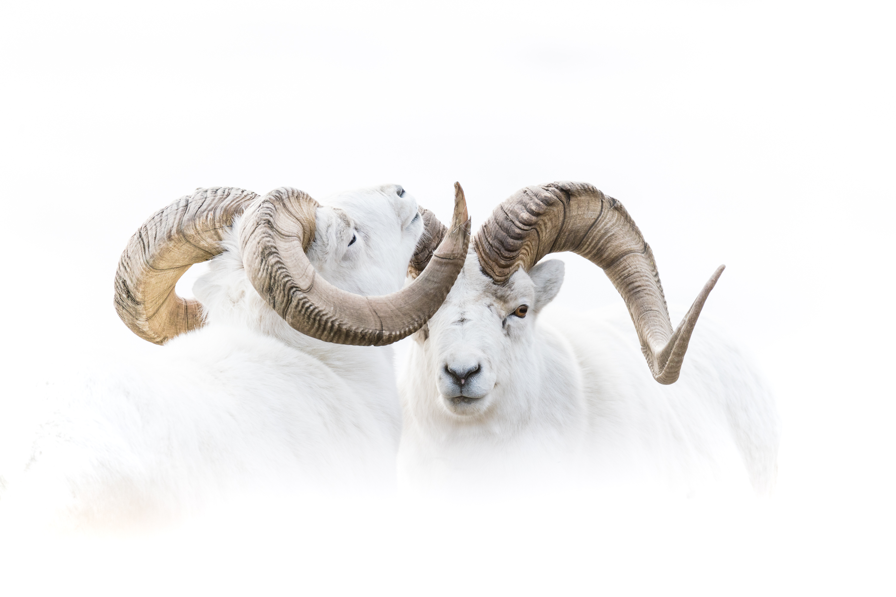 Announcing the winners of our Annual Photography 2020 competition - Vimarsana News