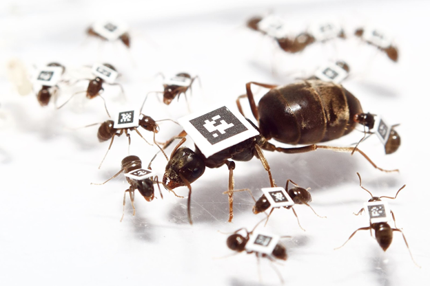 The ants go marching one by one: Social distancing in the animal kingdom - Vimarsana News