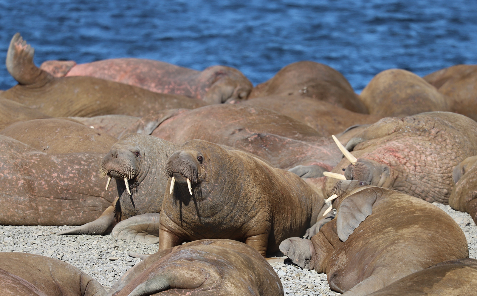 Calling all walrus detectives: new project seeks citizen scientists to count walrus from space - Vimarsana News