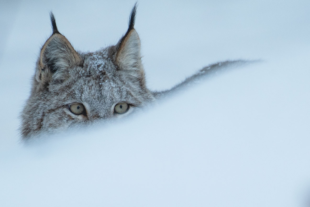 Into the wintry kingdom of the Canada lynx - Vimarsana News