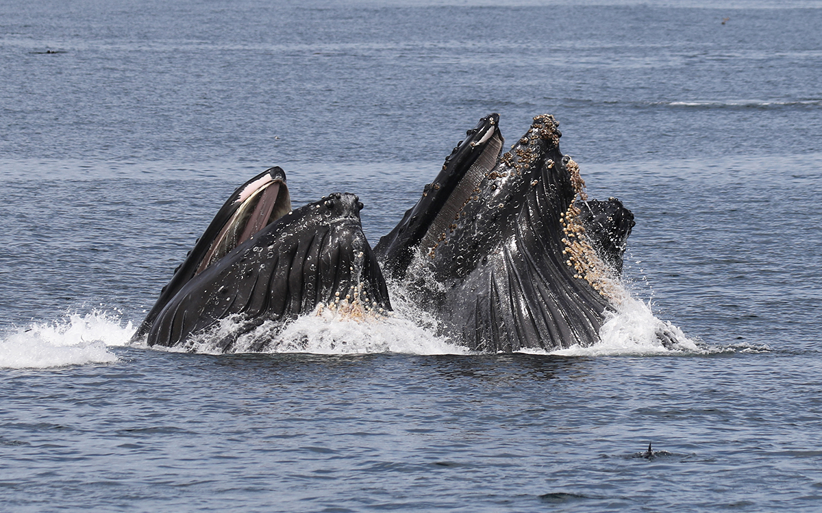 Wildlife Wednesday: Scientists solve mystery of lunge-feeding whales - Vimarsana News