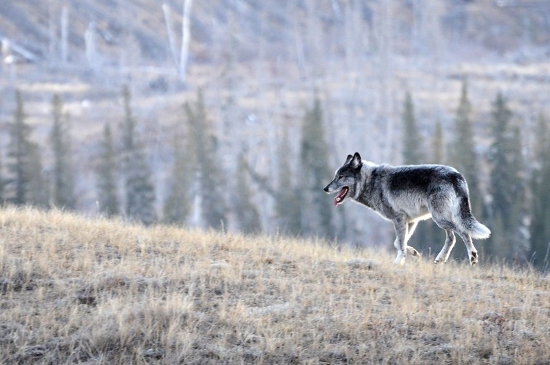 Wildlife Wednesday: The mysterious 500-kilometre, 20-year odyssey of Wolf 57 - Vimarsana News