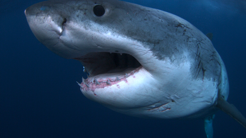 Shark facts to kick off Shark Week | Canadian Geographic