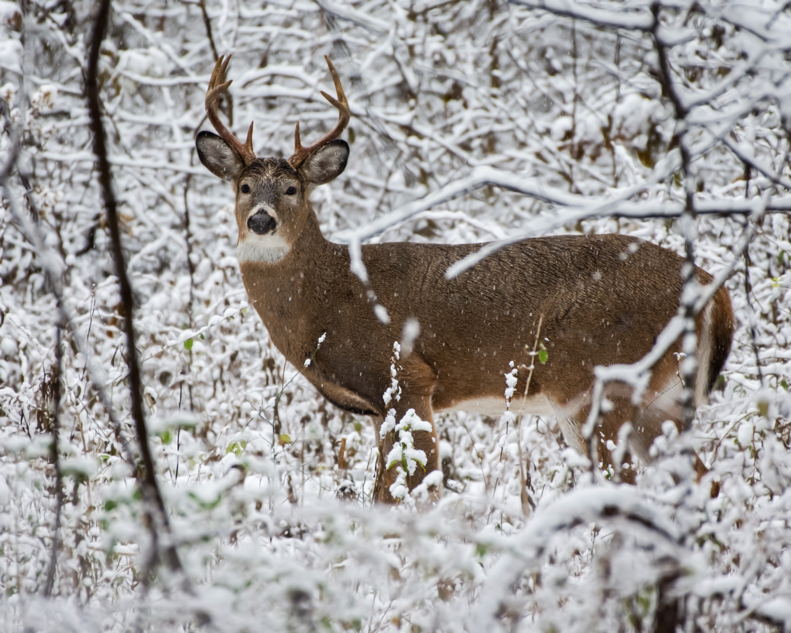 Deer amongst branches