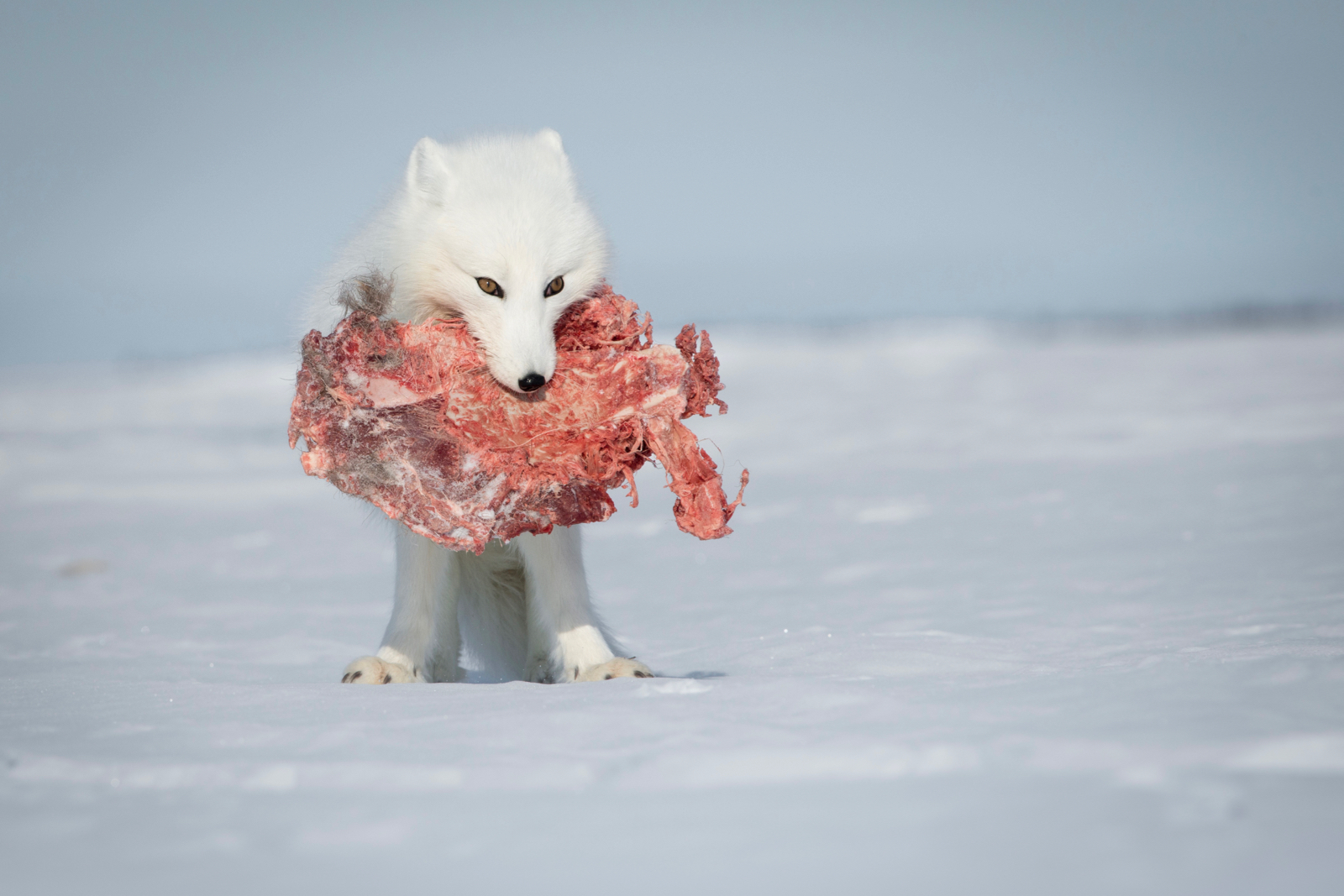 Arctic fox with carcass