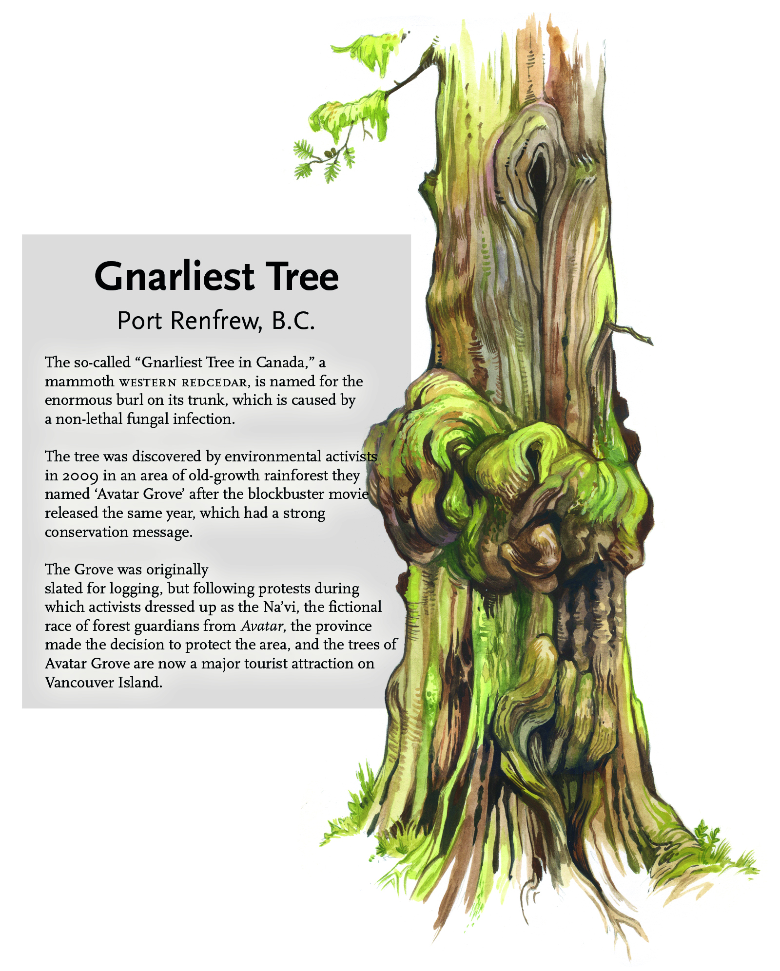 Seven iconic Canadian trees Canadian Geographic