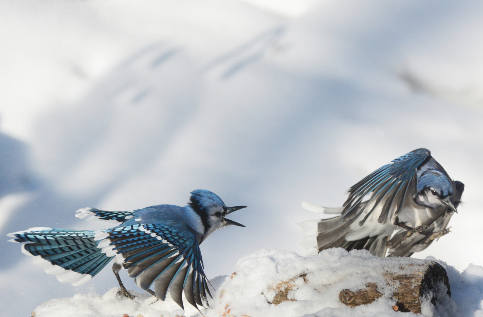Jays in snow