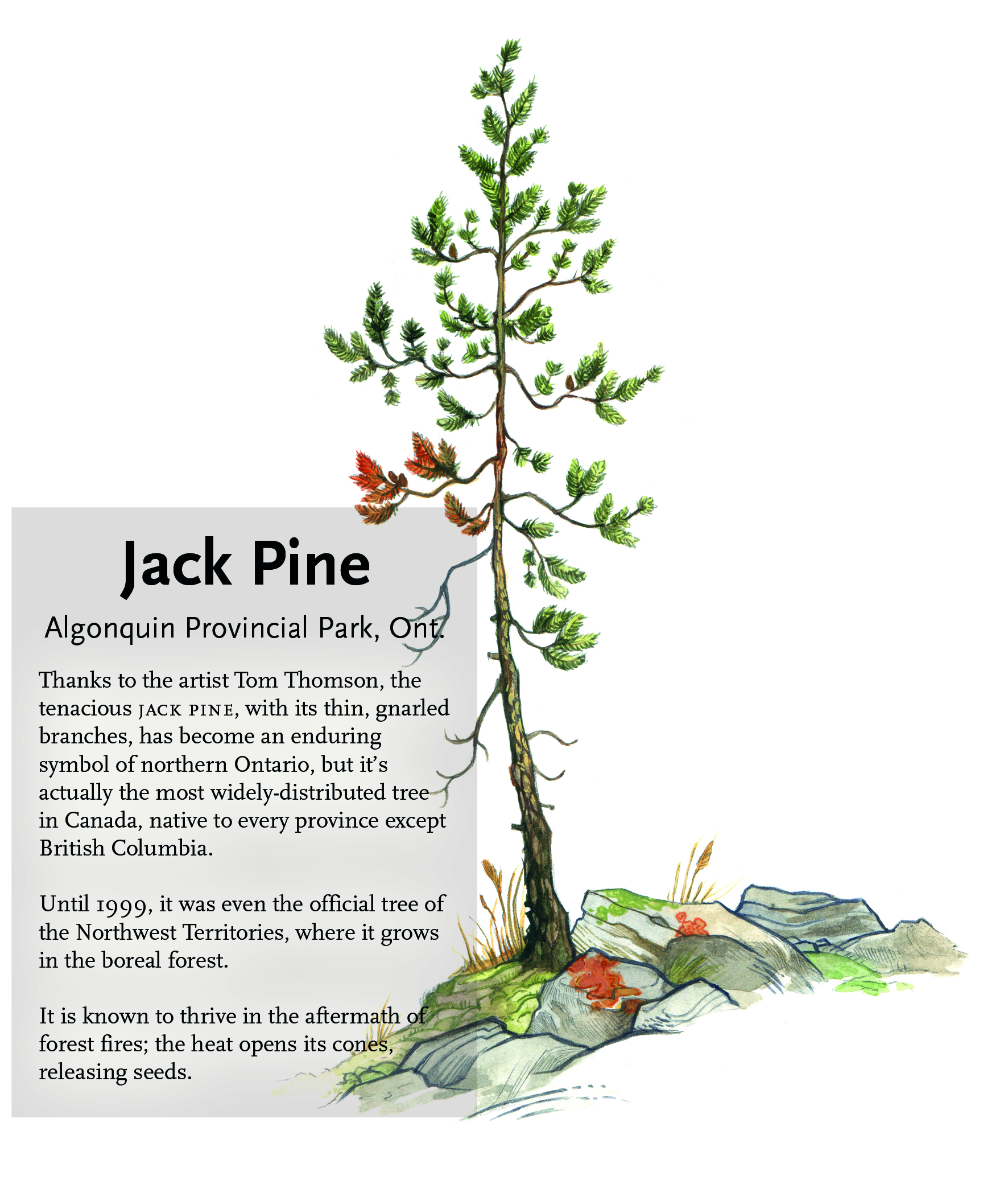 Seven iconic Canadian trees Canadian Geographic