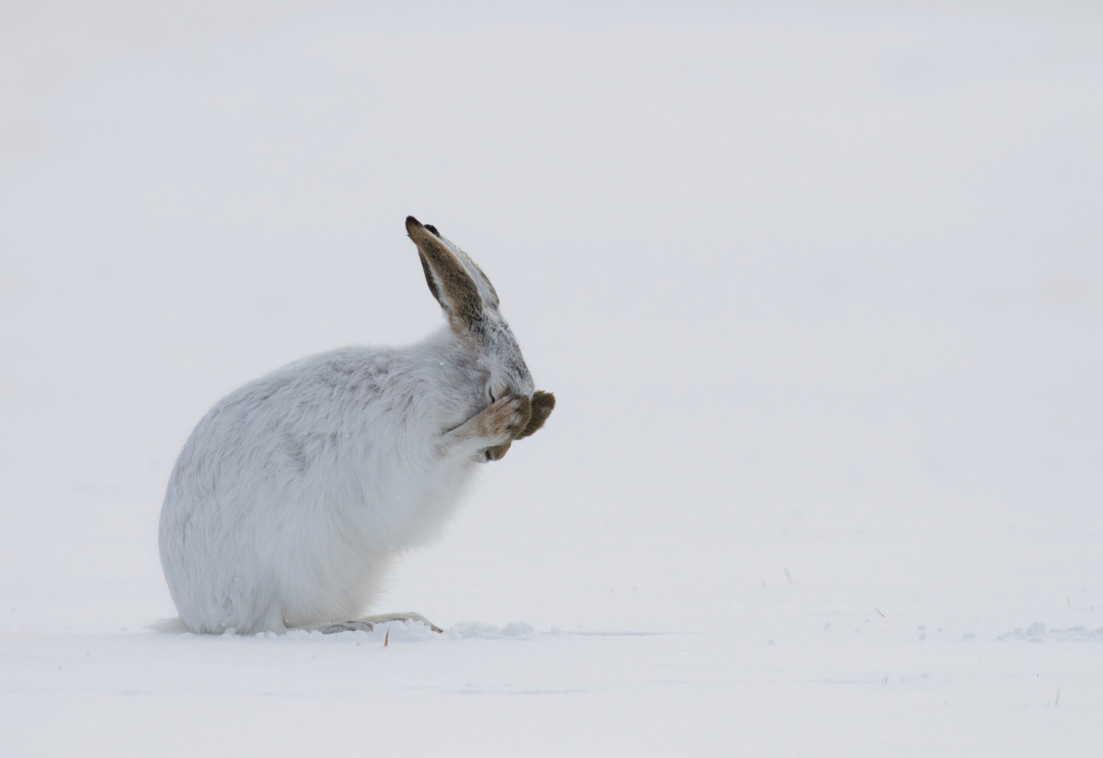A rabbit in snow