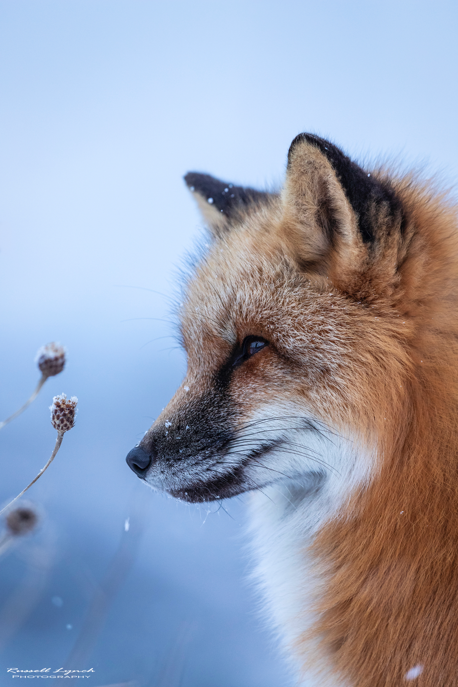 Red fox winter