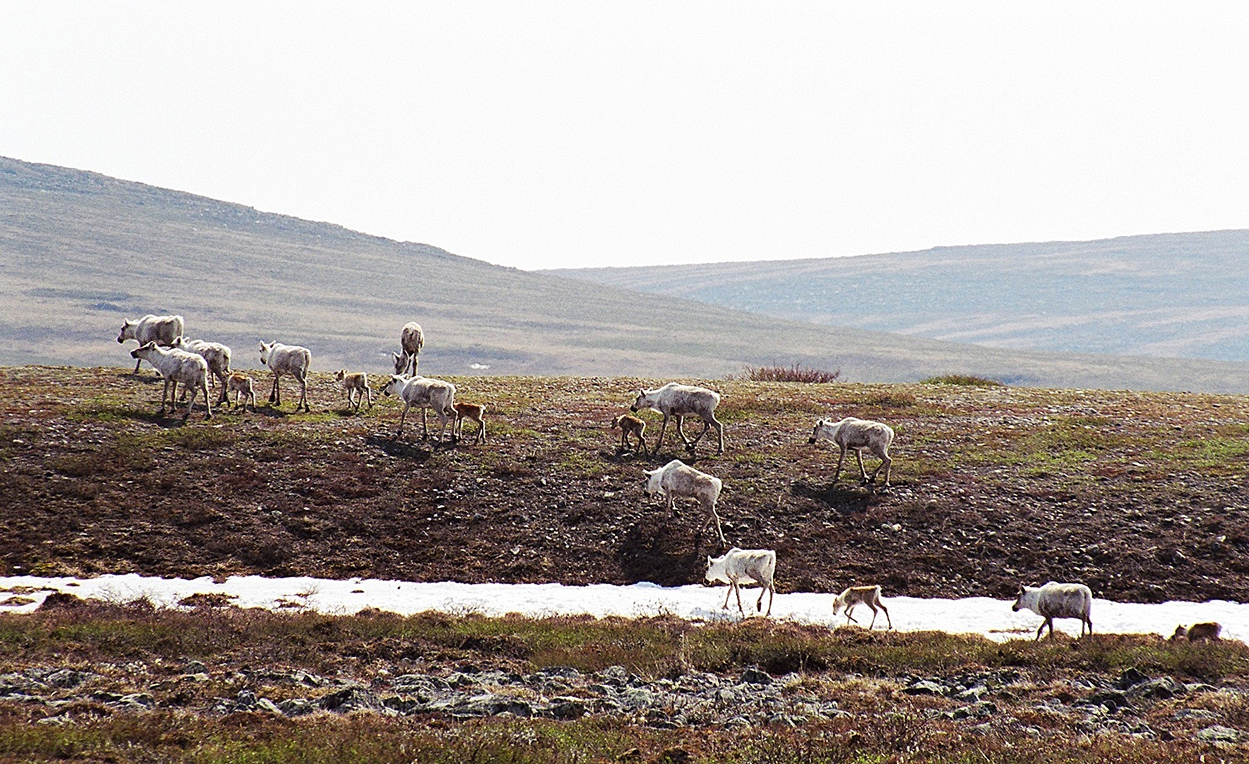 The plan to save the N.W.T.’s dwindling Bathurst caribou herd ...