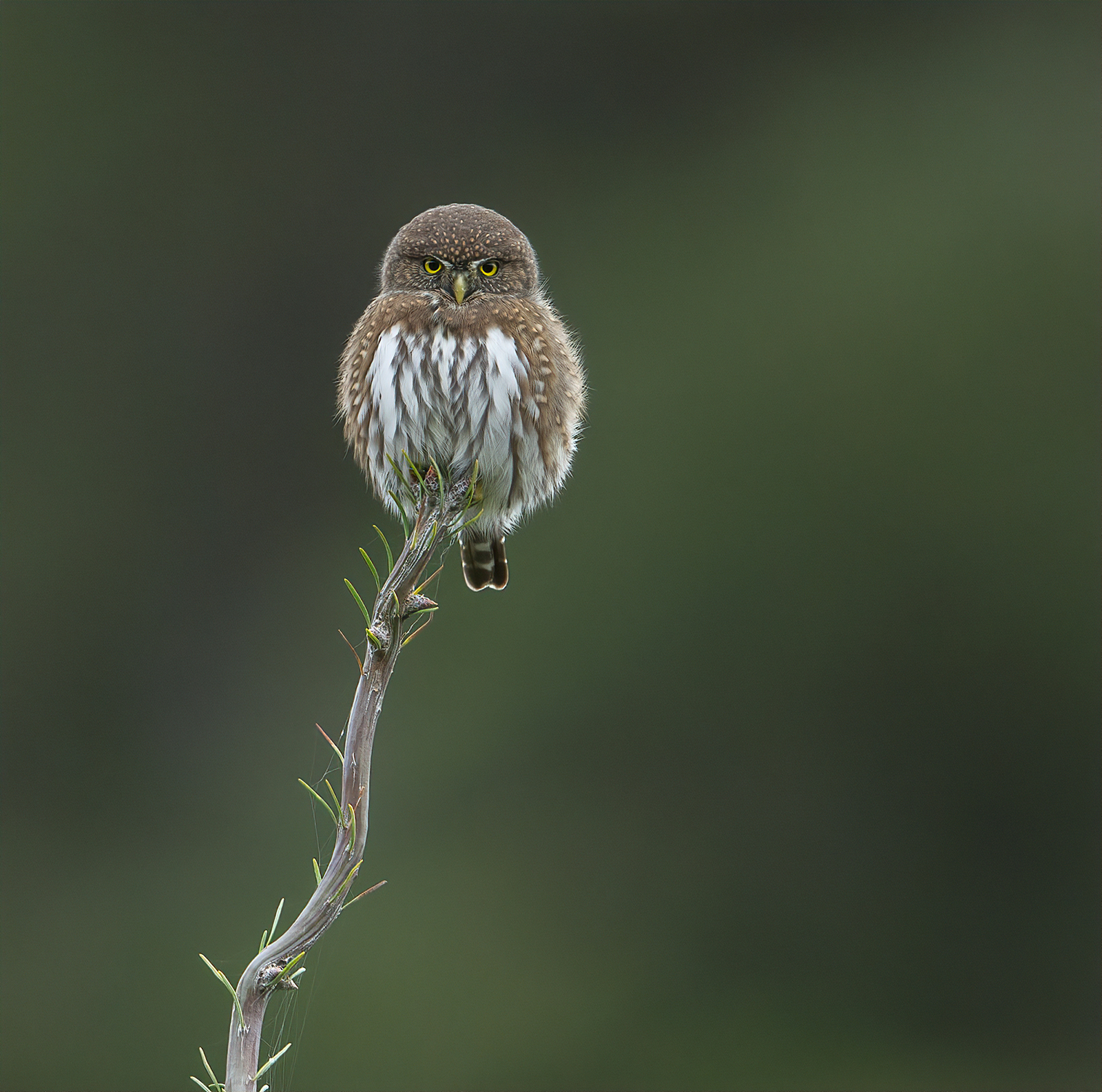 Northern pygmy-owl glare by Anthony Bucci