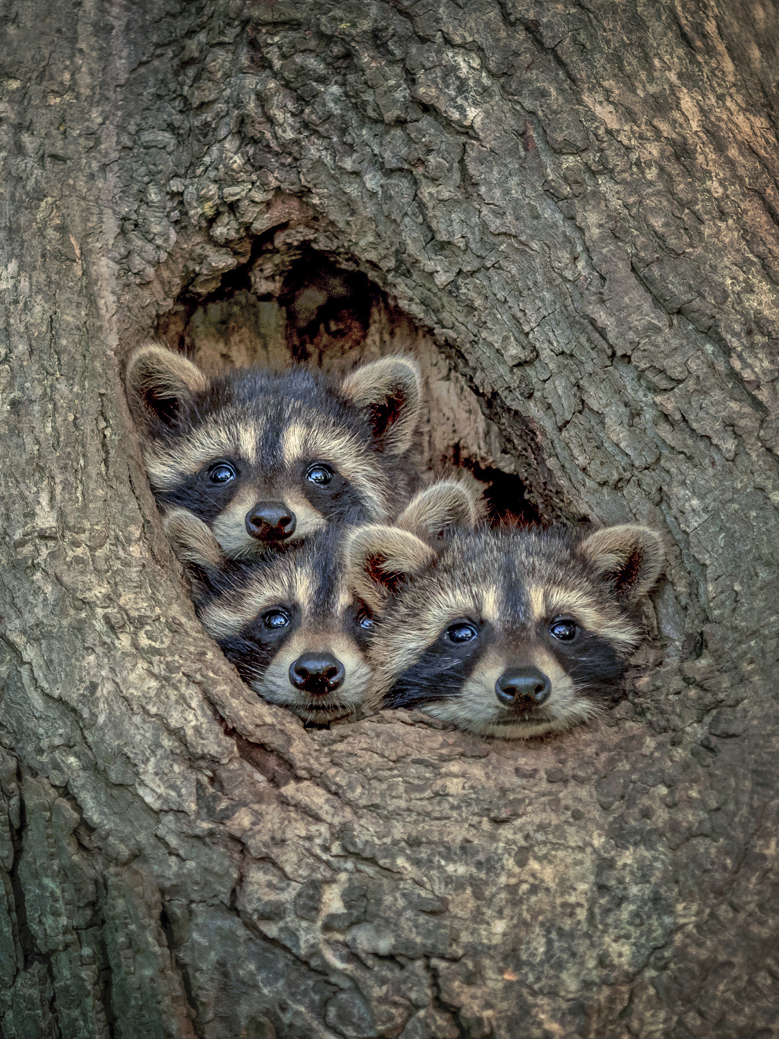 When you just can't wait your turn to look raccoons by Kevin Biskaborn