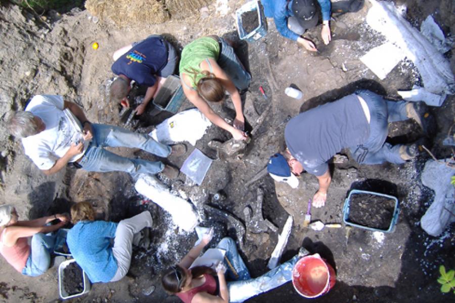 Dinosaur Bone Bed In Edmonton Earns Praise Canadian Geographic