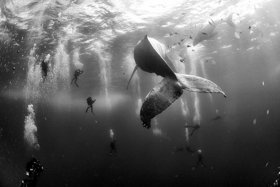 Photo: Anuar Patjane Floriuk, Mexico A humpback whale and her newborn calf swim near Roca Partida