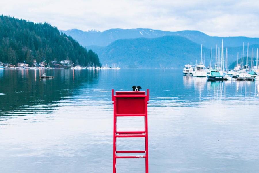 Photo: Andrew Knapp Momo the border collie hides on a lifeguard stand in Deep Cove, B.C.