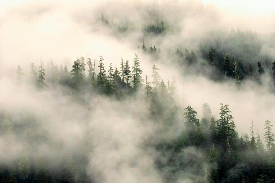 Photo: Jenny Stevens/Can Geo Photo Club Ground fog in the Great Bear Rainforest