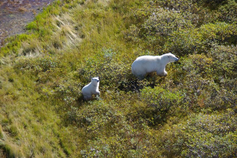 Polar bear and cub on green tundra