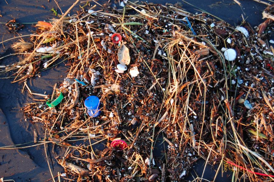 Mass of floating seaweed with bits of plastic stuck in it, in the ocean