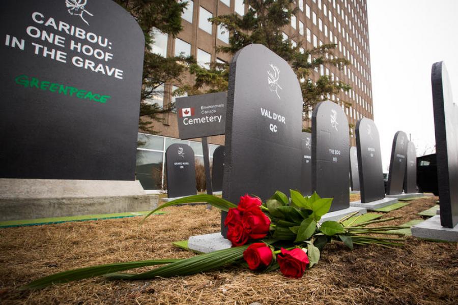 Tombstones representing each of Canada's 51 endangered caribou herds set up outside the Ministry of Environment and Climate Change Canada in Gatineau, Que. May 1st, 2018