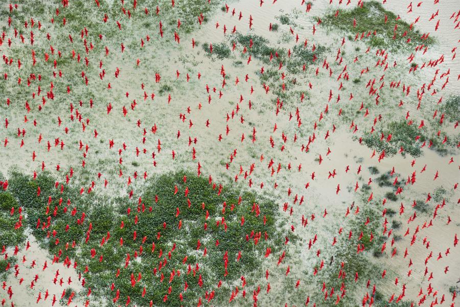 Photo: Daniel Beltra Scarlet ibises fly above flooded lowlands, near Bom Amigo, Amapá, Brazilian Amazon.
