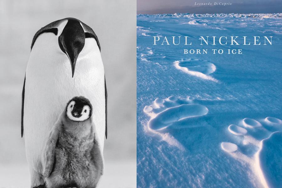 Photos © 2018 Paul Nicklen Paul Nicklen’s latest book, Born To Ice, is a collection of the photographer’s best images from his two-decade career documenting polar scenery and megafauna, including emperor penguins in the Ross Sea, Antarctica.