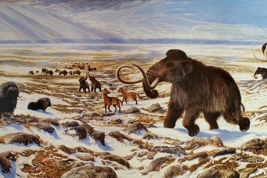 Illustration: Government of Yukon Unearthing clues to the mystery of the great Pleistocene extinction in Yukon