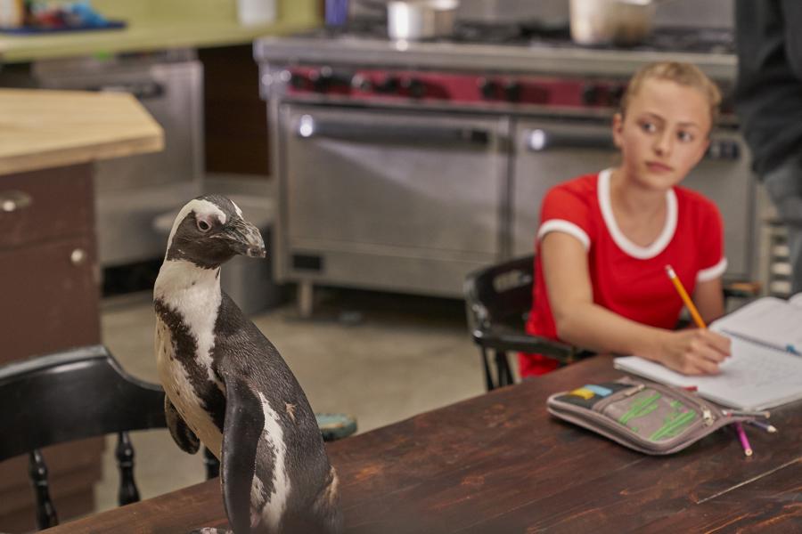 Photo: Peter H. Stranks Dayo, an African penguin, sits on a tabletop where actress Taylor Thorne, in character as Taylor West, is completing homework