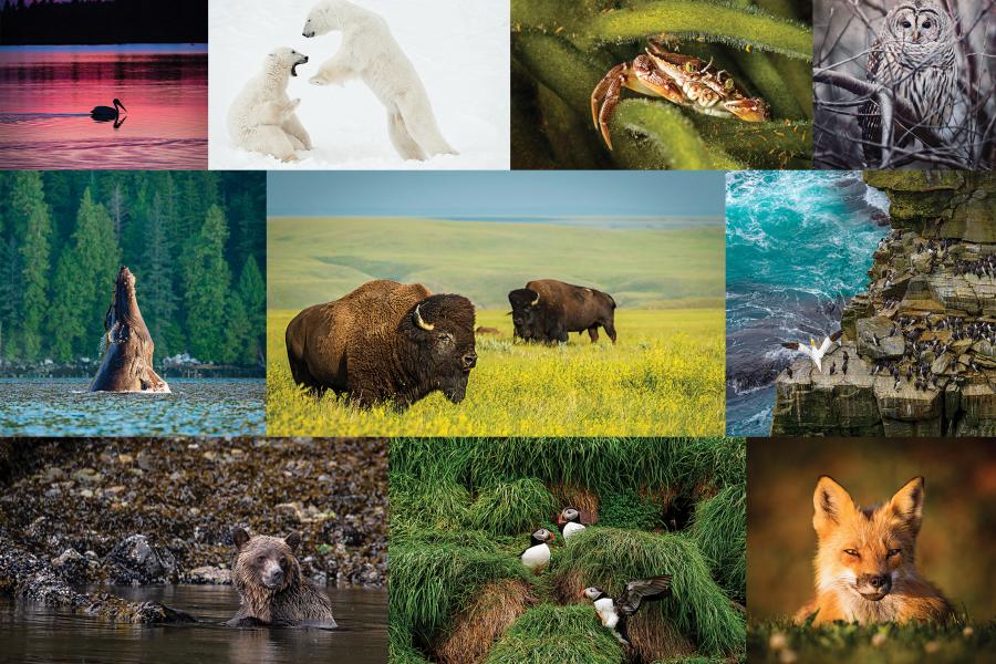 Clockwise from top left: @shane_turgeon, @daisygilardini, @divebuddies4life, @nicole_handspiker, @benaroundandback, @andreaudet, @mirelaofearth, @javiers_wonderplanet, @jkr_photo, @focused_on_canada a collage of wildlife photos including bison, grizzly bears, polar bears, foxes, owls and whales
