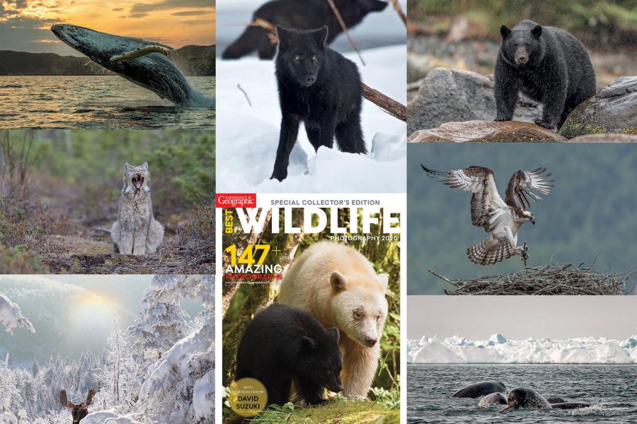Clockwise from top left: Michael Winsor/michaelwinsor.ca, Richard Eckert/reckert.smugmug.com, Anthony Bucci/@abucci_photography, Anthony Bucci/@abucci_photography, Michelle Valberg/michellevalberg.com, Daisy Gilardini/daisygilardini.com, Éric Deschamps/natureenvue.com, Benjamin Poudou a collage of wildlife photos including whales, wolves, black bears, kermode bears and moose