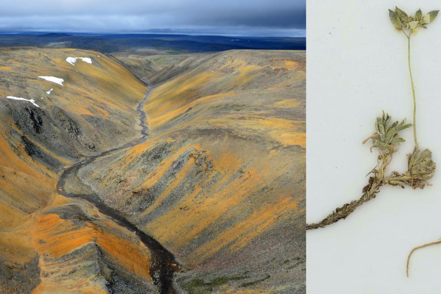 Photos: Benoît Tremblay Puvirnituq mountain draba